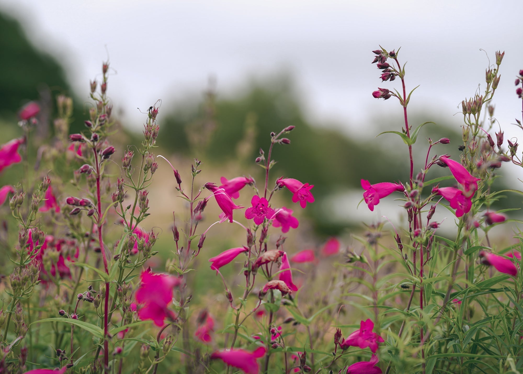 A Scent for Romance: The Warmth of February