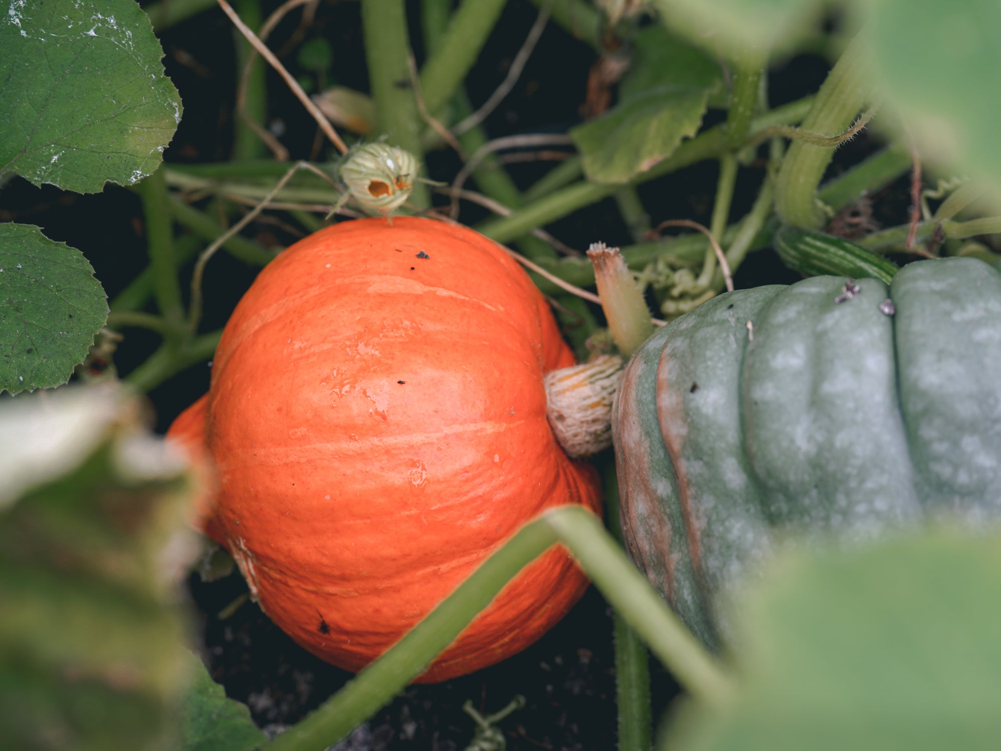 The Beauty of Changing Seasons: From Summer to Autumn